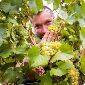 vignes-raisin-blanc