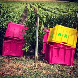Vendanges 2